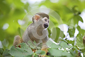 Common squirrel monkey