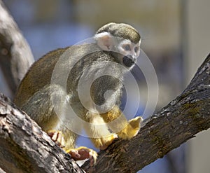 Common Squirrel Monkey