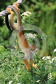 Common squirrel monkey