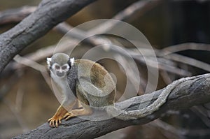 Common squirrel monkey