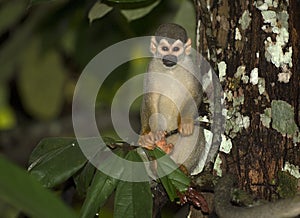 Common squirrel monkey