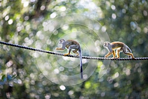 Common Squirrel Monkey