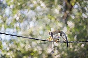 Common Squirrel Monkey