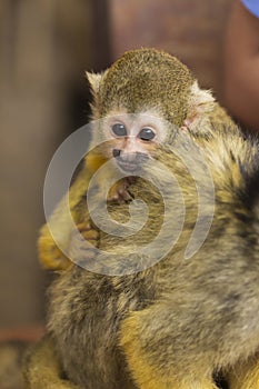 Common Squirrel Monkey baby on back