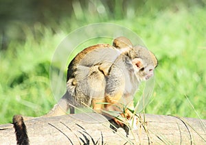 Common squirrel monkey with child photo