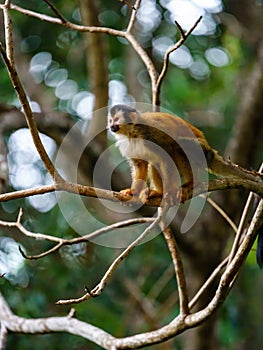 Common Squirrel Monkey in deep jungle shade