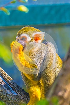 Common squirrel monkey is eating a piece of fruit...IMAGE