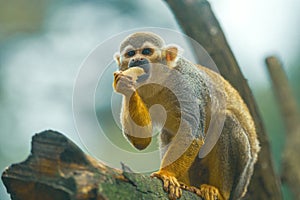 Common Squirrel Monkey eating in a tree