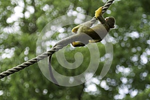 Common squirrel monkey hanging on a rope