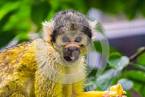 Common squirrel monkey with its face in closeup, funny and cute tropical primate specie from America