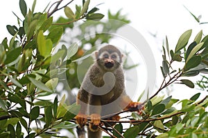 Common Squirrel Monkey looking at camera