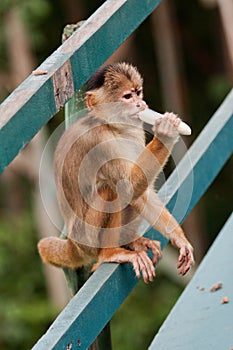 Common Squirrel Monkey Manaus Brazil photo