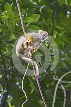 Common squirrel monkey, Saimiri sciureus