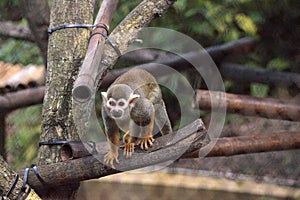 Common squirrel monkey Saimiri sciureus