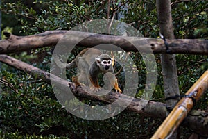 Common squirrel monkey Saimiri sciureus