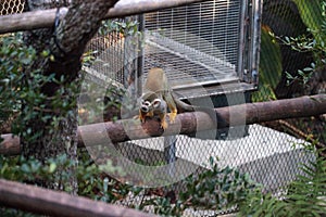 Common squirrel monkey Saimiri sciureus