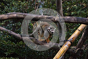 Common squirrel monkey Saimiri sciureus