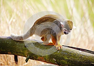 Common squirrel monkey (Saimiri sciureus)