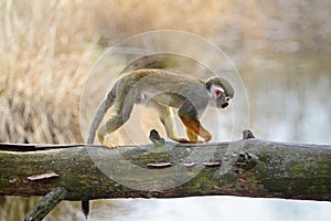 Common squirrel monkey (Saimiri sciureus)