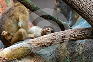 Common Squirrel Monkey (Saimiri sciureus)