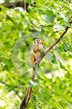 Common Squirrel Monkey (Saimiri sciureus)