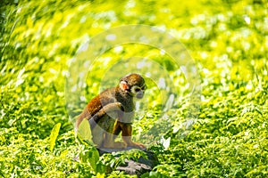 Common Squirrel Monkey (Saimiri sciureus)