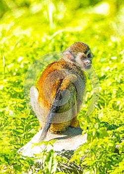 Common Squirrel Monkey (Saimiri sciureus)