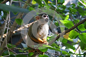 Common Squirrel Monkey - Saimiri sciureus