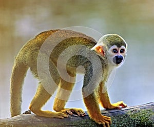 Common squirrel monkey (Saimiri sciureus)