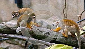 Common Squirrel Monkey, Saimiri sciureus