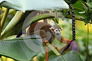 The common squirrel monkey Saimiri sciureus on banana tree
