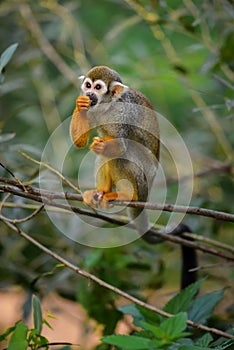 Common Squirrel Monkey - Saimiri sciureus photo