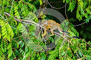 Common Squirrel Monkey (Saimiri sciureus) carrying her baby, taken in Manuel Antonio, Costa Rica