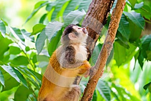 Common Squirrel Monkey (Saimiri sciureus) cautiously eyeing up the path above, taken in Manuel Antonio, Costa Rica