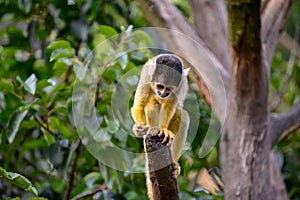 Common Squirrel Monkey clinging to a dead tree