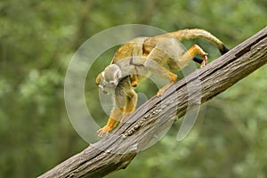 Common Squirrel Monkey - Saimiri sciureus photo