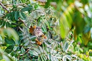 Common Squirrel Monkey (Saimiri sciureus) eating seeds from a tree in Manuel Antonio, Costa Rica