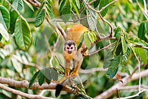 Common Squirrel Monkey (Saimiri sciureus) feeding off seeds looks into camera, Costa Rica