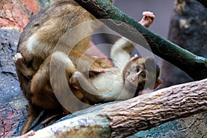 Common Squirrel Monkey (Saimiri sciureus) found in South America