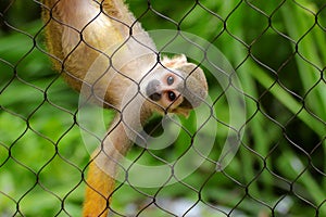 Common squirrel monkey Saimiri sciureus on green background