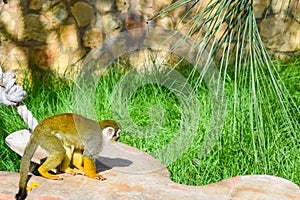 The common squirrel monkey Saimiri sciureus