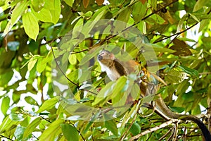 Common Squirrel Monkey (Saimiri sciureus) in jungle canopy, taken in Costa Rica