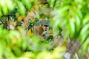 Common Squirrel Monkey (Saimiri sciureus) in jungle shade viewed through a gap in the leaves in Costa Rica