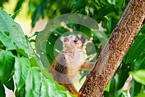 Common Squirrel Monkey (Saimiri sciureus) keeping an eye out for threats above, in Costa Rica