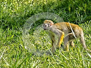 Common squirrel monkey, Saimiri sciureus, is looking for food in the stand