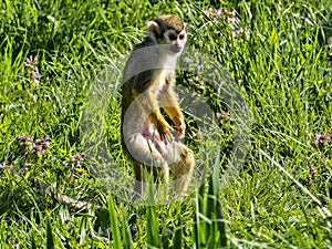 Common squirrel monkey, Saimiri sciureus, is looking for food in the stand