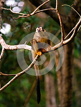 Common Squirrel Monkey (Saimiri sciureus) looking up, taken in Costa Rica