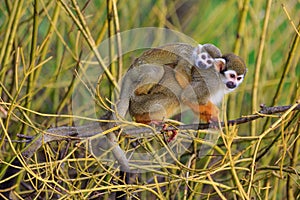 Common squirrel monkey Saimiri sciureus monkey with a baby on its back