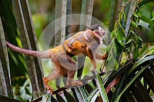 Common Squirrel Monkey (Saimiri sciureus) mother and baby crossing a palm tree in Costa Rica