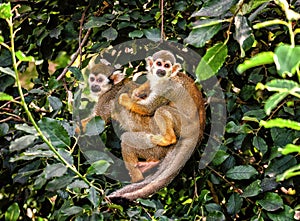 Common squirrel monkey Saimiri sciureus